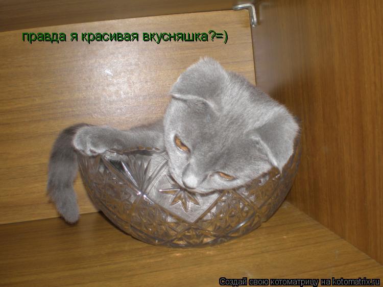 Котоматрица: правда я красивая вкусняшка?=)