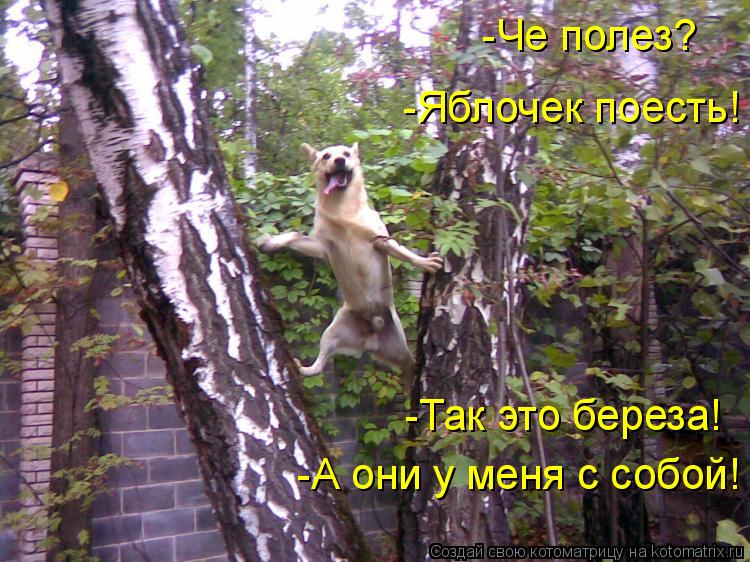 Котоматрица: -А они у меня с собой! -Че полез? -Яблочек поесть! -Так это береза!