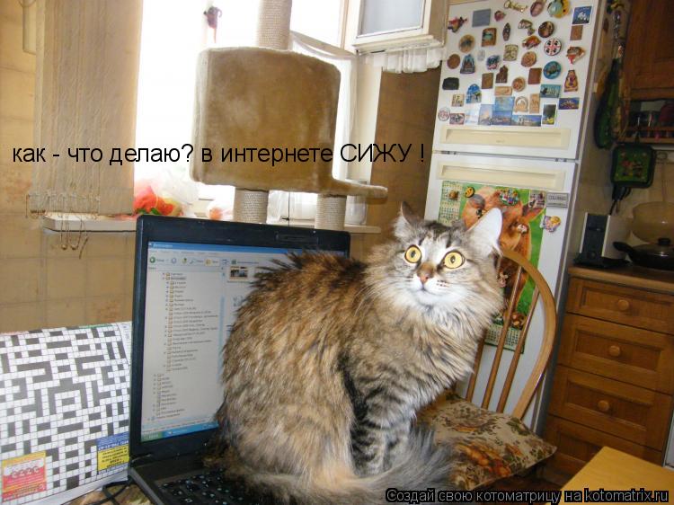 Котоматрица: как - что делаю? в интернете СИЖУ !