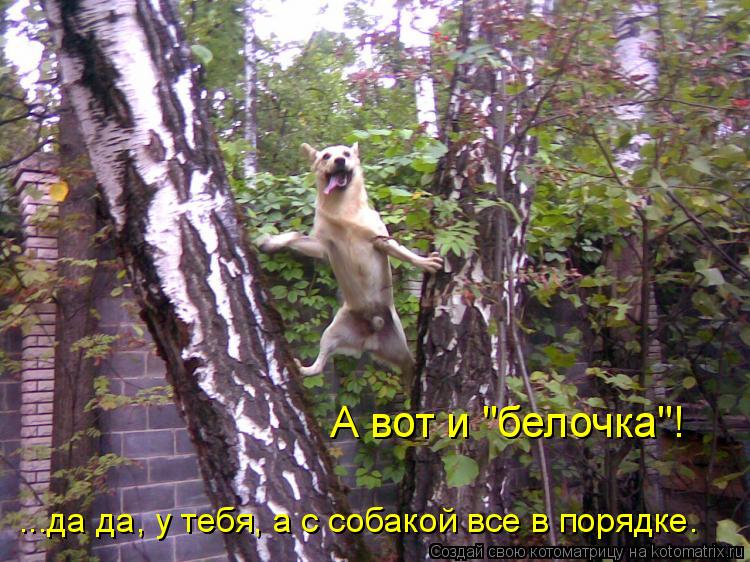Котоматрица: А вот и "белочка"! ...да да, у тебя, а с собакой все в порядке.