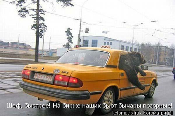Котоматрица: Шеф, быстрее! На бирже наших бьют бычары позорные!