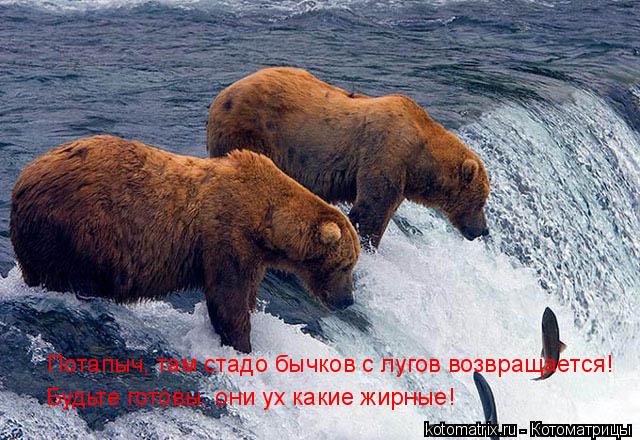 Котоматрица: Потапыч, там стадо бычков с лугов возвращается! Будьте готовы. они ух какие жирные!