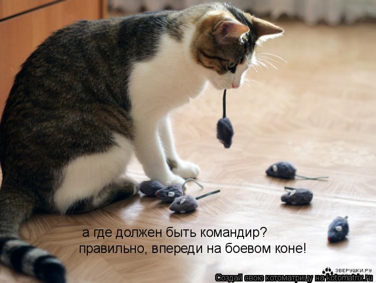 Котоматрица: а где должен быть командир? правильно, впереди на боевом коне!