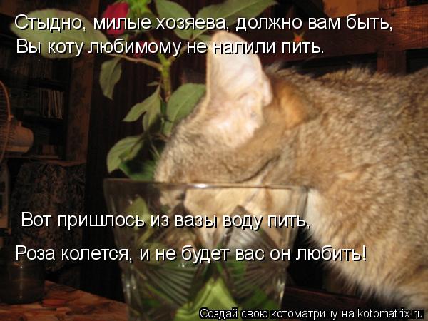 Котоматрица: Стыдно, милые хозяева, должно вам быть,  Вы коту любимому не налили пить. Вот пришлось из вазы воду пить, Роза колется, и не будет вас он любит