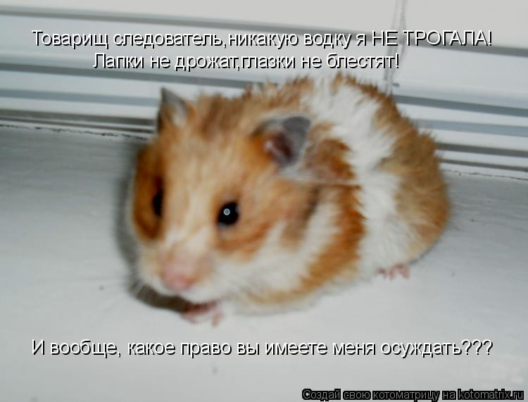 Котоматрица: Товарищ следователь,никакую водку я НЕ ТРОГАЛА! Лапки не дрожат,глазки не блестят! И вообще, какое право вы имеете меня осуждать???