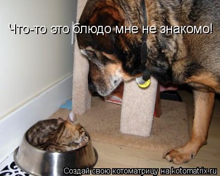 Котоматрица: Что-то это блюдо мне не знакомо!