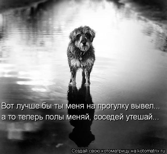 Котоматрица: Вот лучше бы ты меня на прогулку вывел... а то теперь полы меняй, соседей утешай...