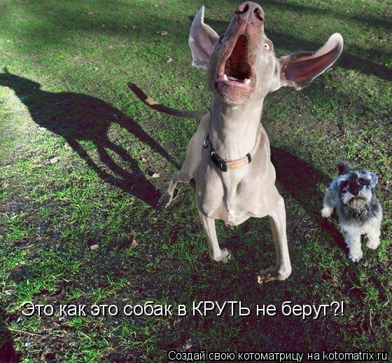 Котоматрица: Это как это собак в КРУТЬ не берут?!