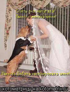 Опять она напутала! Вместо жениха-меня! Вместо Бобика-кастрировала меня!... Котоматрица: Опять она напутала! Вместо жениха-меня! Вместо Бобика-кастрировала меня!