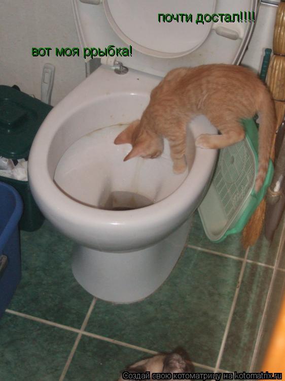Котоматрица: вот моя ррыбка! почти достал!!!!