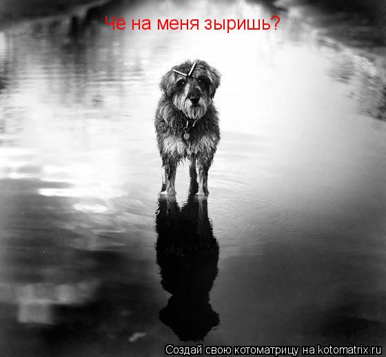 Котоматрица: Чё на меня зыришь? \ /