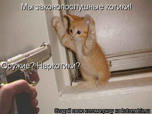 Котоматрица: Оружие? Наркотики? Мы законопослушные котики!