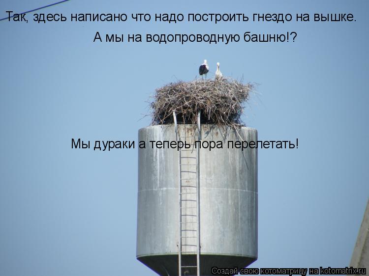 Котоматрица: Так, здесь написано что надо построить гнездо на вышке. А мы на водопроводную башню!? Мы дураки а теперь пора перелетать!