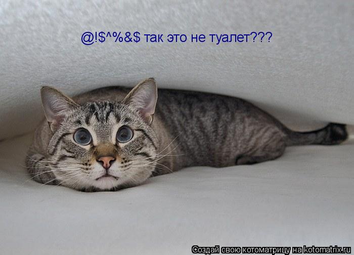 Котоматрица: @!$^%&$ так это не туалет???