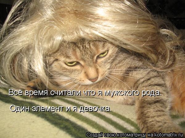 Котоматрица: Всё время считали что я мужского рода. Один элемент и я девочка. Один элемент и я девочка.