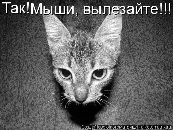 Котоматрица: Так! Мыши, вылезайте!!!!