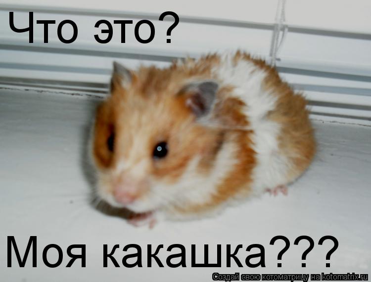 Котоматрица: Что это? Моя какашка???