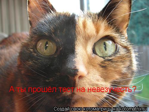 А ты прошёл тест на невезучесть?... Котоматрица: А ты прошёл тест на невезучесть?