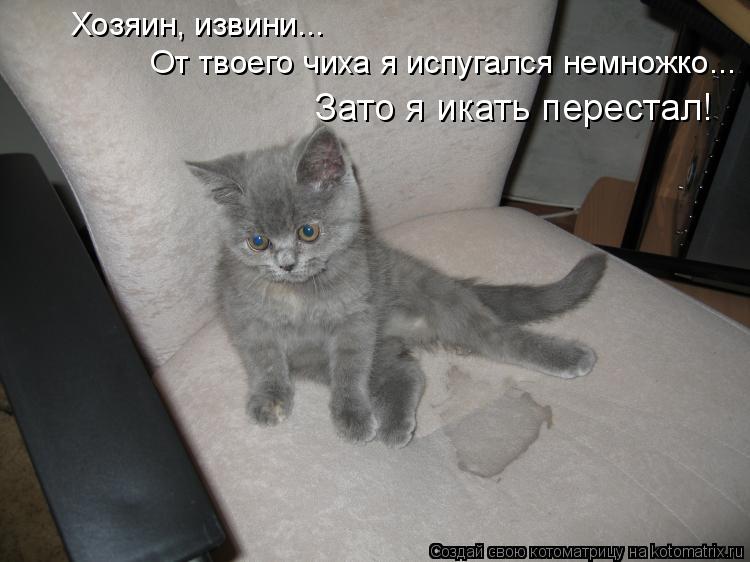 Котоматрица: Хозяин, извини... От твоего чиха я испугался немножко... Зато я икать перестал!