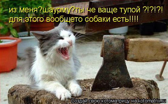 Котоматрица: из меня?шаурму?ты че ваще тупой ?!?!?! для этого вообщето собаки есть!!!!