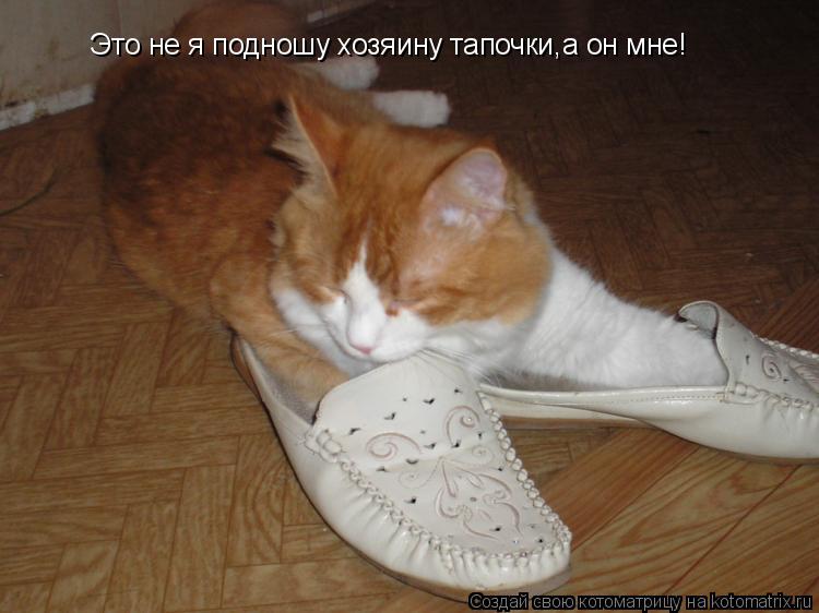 Это не я подношу хозяину тапочки,а он мне!... Котоматрица: Это не я подношу хозяину тапочки,а он мне!