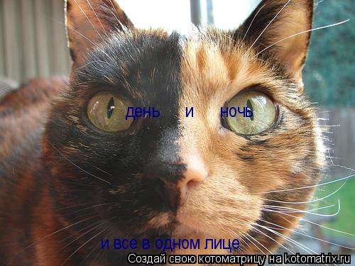 Котоматрица: день      и      ночь  и все в одном лице
