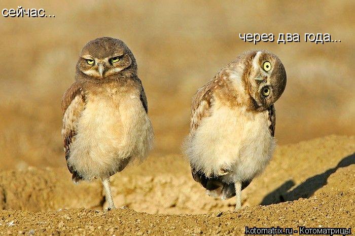Котоматрица: сейчас... через два года...
