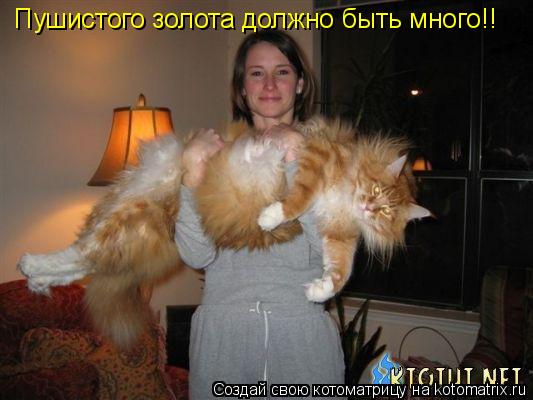 Котоматрица: Пушистого золота должно быть много!!