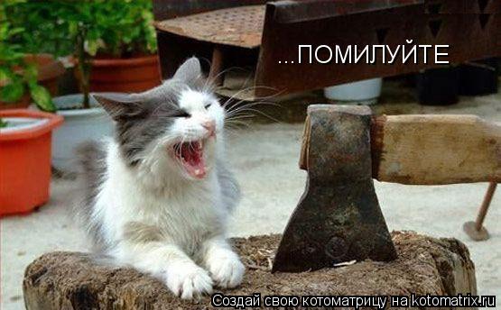 Котоматрица: ...ПОМИЛУЙТЕ
