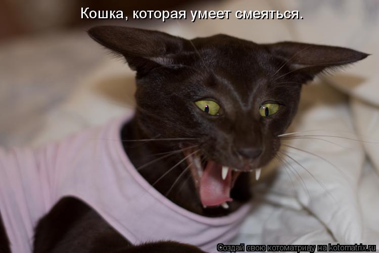 Котоматрица: Кошка, которая умеет смеяться.