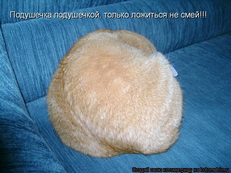 Котоматрица: Подушечка подушечкой, только ложиться не смей!!!