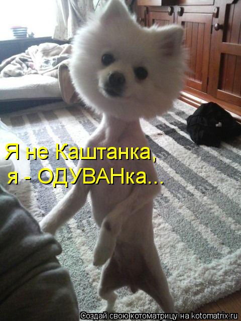 Котоматрица: Я не Каштанка,  я - ОДУВАНка...