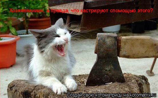 Котоматрица: Хозяяяяиииин, а правда, что кастрируют спомощью этого?