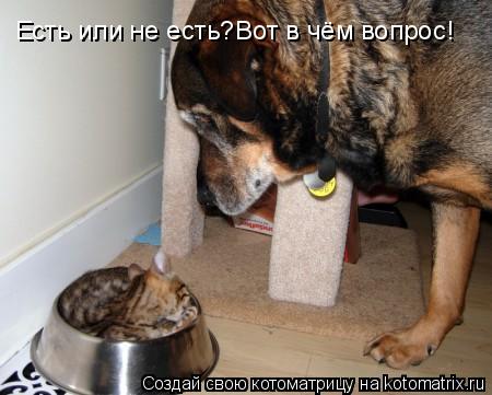 Есть или не есть?Вот в чём вопрос!... Котоматрица: Есть или не есть?Вот в чём вопрос!