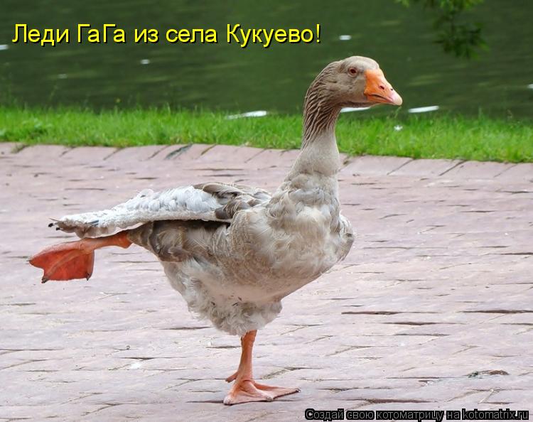 Котоматрица: Леди ГаГа из села Кукуево!
