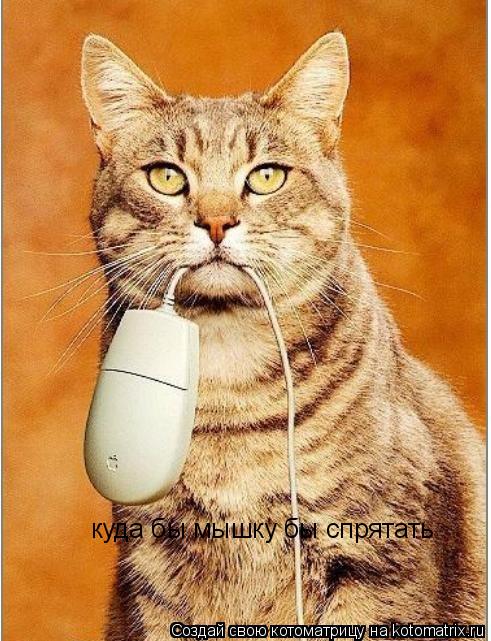 Котоматрица: куда бы мышку бы спрятать