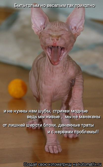 Котоматрица: Быть голым но веселым так приколно и не нужны нам шубы, стрижки модные от лишней шерсти блохи, денежные траты  и с нервами проблемы!!  ведь мы 