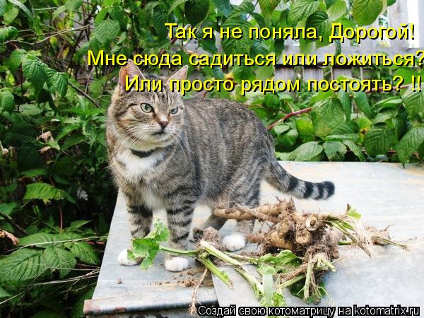 Котоматрица: Так я не поняла, Дорогой! Мне сюда садиться или ложиться? Или просто рядом постоять? !!