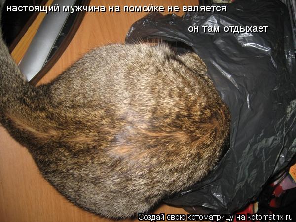 Котоматрица: настоящий мужчина на помойке не валяется он там отдыхает