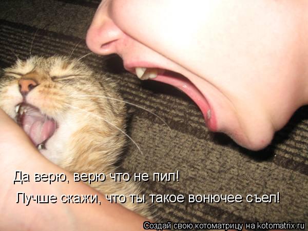 Котоматрица: Да верю, верю что не пил! Лучше скажи, что ты такое вонючее съел!