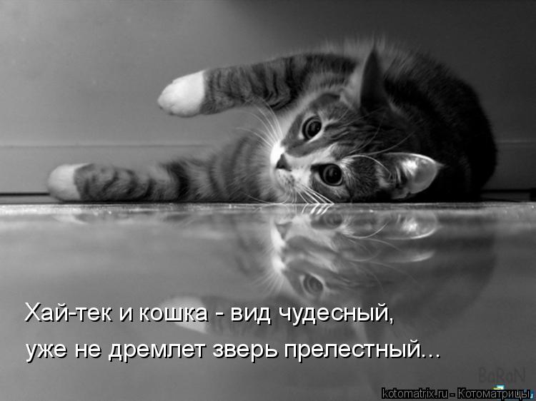 Котоматрица: Хай-тек и кошка - вид чудесный, уже не дремлет зверь прелестный...