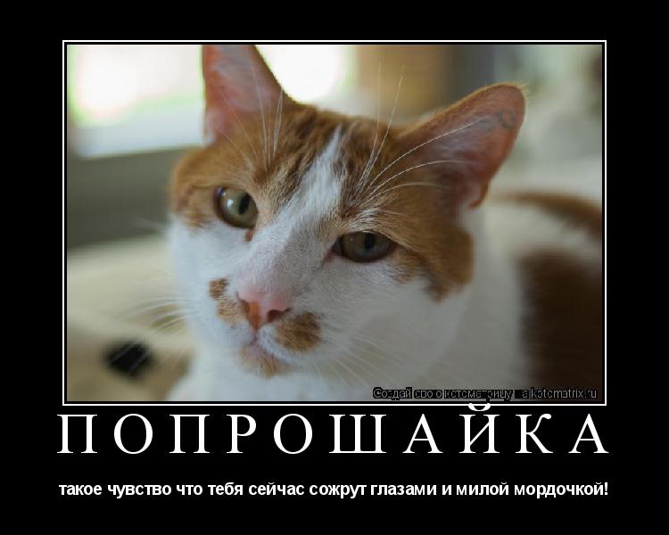 Попрошайка такое чувство что тебя сейчас сожрут глазами и милой мордочкой!... Котоматрица: Попрошайка такое чувство что тебя сейчас сожрут глазами и милой мордочкой!