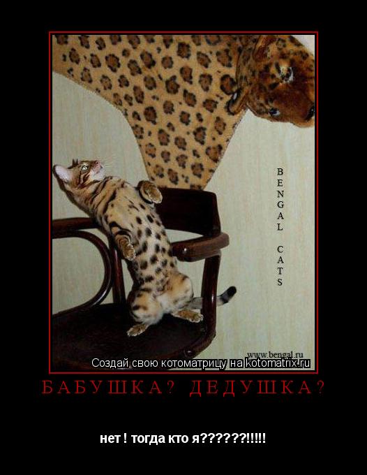 бабушка? дедушка? нет ! тогда кто я??????!!!!!... Котоматрица: бабушка? дедушка? нет ! тогда кто я??????!!!!!