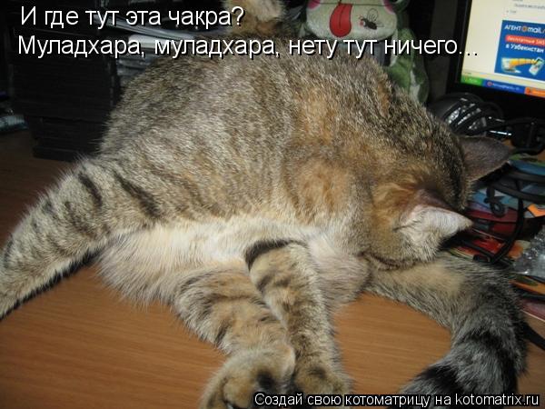 И где тут эта чакра? Муладхара, муладхара, нету тут ничего...... Котоматрица: И где тут эта чакра? Муладхара, муладхара, нету тут ничего...