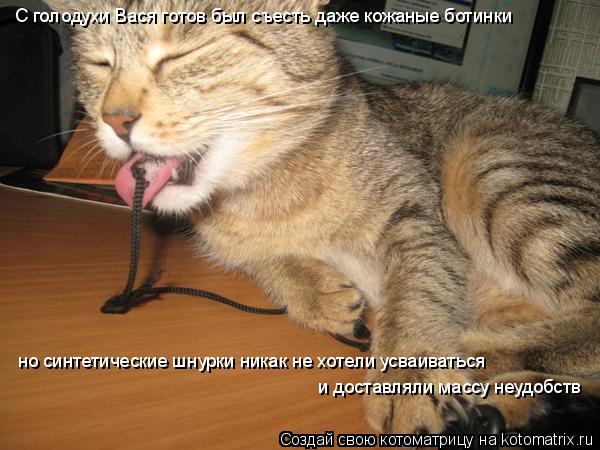 С голодухи Вася готов был съесть даже кожаные ботинки но синтетические шнурки никак не хотели усваива... Котоматрица: С голодухи Вася готов был съесть даже кожаные ботинки но синтетические шнурки никак не хотели усваиваться и доставляли массу неудобств