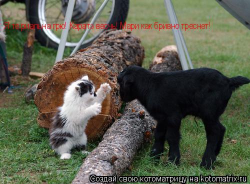 Котоматрица: Я те риальна грю! Каратэ весчь! Мари как бривно треснет!