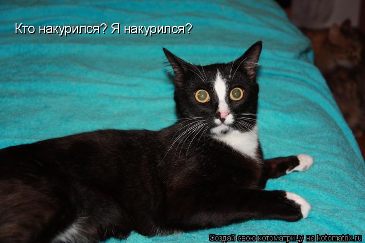 Котоматрица: Кто накурился? Я накурился?