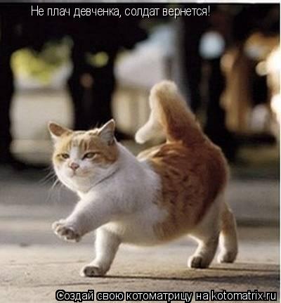 Котоматрица: Не плач девченка, солдат вернется!