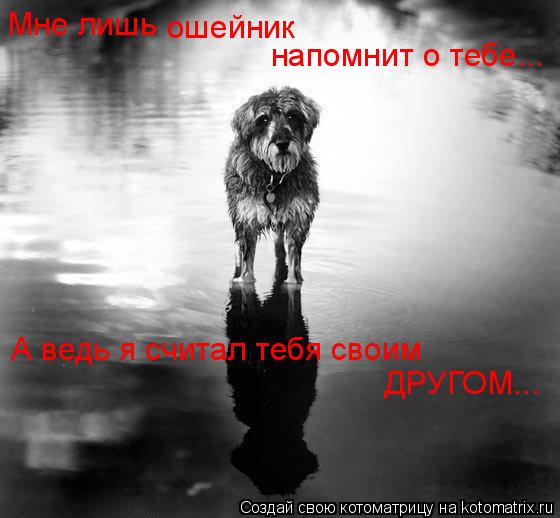 Котоматрица: Мне лишь ошейник напомнит о тебе... А ведь я считал тебя своим ДРУГОМ...