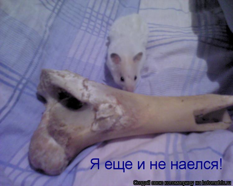 Котоматрица: Я еще и не наелся!